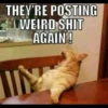Cats Feelings 18