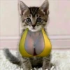 🐈 GaToS RaNdOm 🐈 21