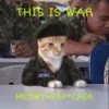 Cats Feelings 20