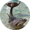 Delfines ✺1🇻🇪 23