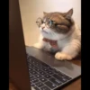 Cats Feelings 22