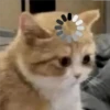🐈 GaToS RaNdOm 🐈 22