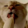 🐈 GaToS RaNdOm 🐈 23