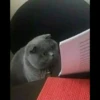Cats Feelings 23
