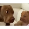 PiChIChOS MIX 1 🐈‍⬛🐶 25