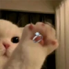 🐈 GaToS RaNdOm 🐈 24