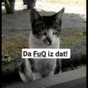 Cats Feelings 24