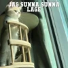 Cats Feelings 25