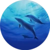Delfines ✺1🇻🇪 24
