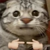 🐈 GaToS RaNdOm 🐈 25