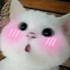 🐈 GaToS RaNdOm 🐈 26