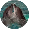 Delfines ✺1🇻🇪 25