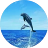 Delfines ✺1🇻🇪 26