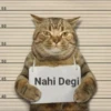 Cats Feelings 27