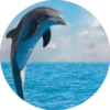 Delfines ✺1🇻🇪 27