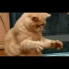 Cats Feelings 28