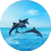 Delfines ✺1🇻🇪 28