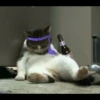 Cats Feelings 29