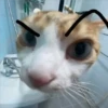 🐈 GaToS RaNdOm 🐈 29