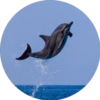 Delfines ✺1🇻🇪 30