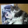 Cats Feelings 30