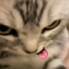 🐈 GaToS RaNdOm 🐈 30