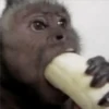🐒 ChAnGuItOS RaNdOm 🐵 6