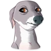 Kermit The Dog 6