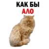 Kittens 5