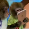 🐒 ChAnGuItOS RaNdOm 🐵 8