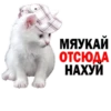 Kittens 6