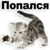 Kittens 7