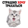 Kittens 8