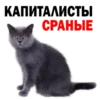 Kittens 9