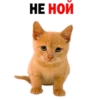 Kittens 10