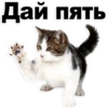 Kittens 11