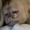 🐒 ChAnGuItOS RaNdOm 🐵 10