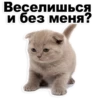Kittens 13