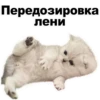 Kittens 14
