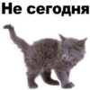 Kittens 15