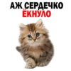 Kittens 16