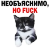 Kittens 17