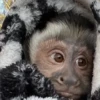🐒 ChAnGuItOS RaNdOm 🐵 17
