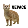 Kittens 18