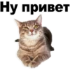 Kittens 19