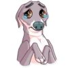 Kermit The Dog 15