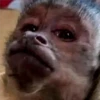 🐒 ChAnGuItOS RaNdOm 🐵 23
