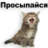 Kittens 22