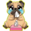 Perritos bonitos💞3🇵🇪Clásica 18