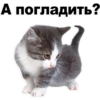Kittens 23